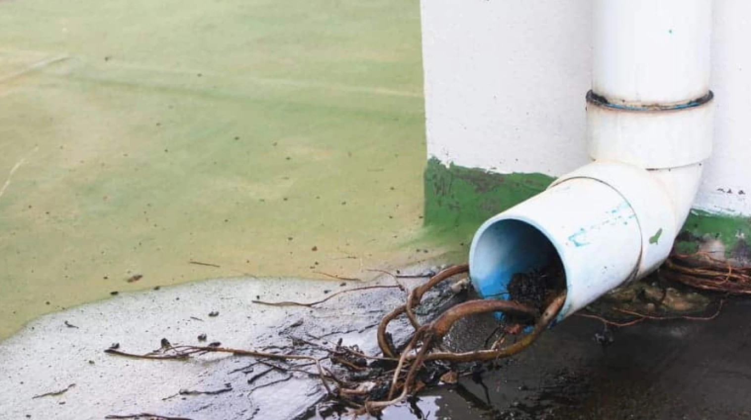 Four Signs You Have Tree Roots In Your Pipes - My Plumber Kelowna