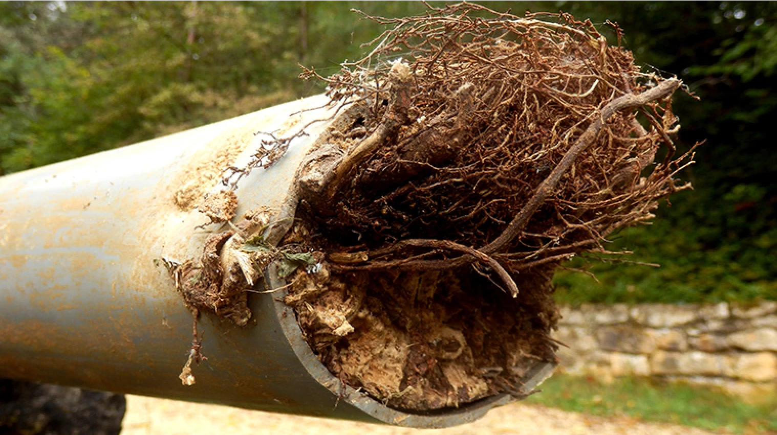 Tree Roots In Sewer Lines - My Plumber Kelowna
